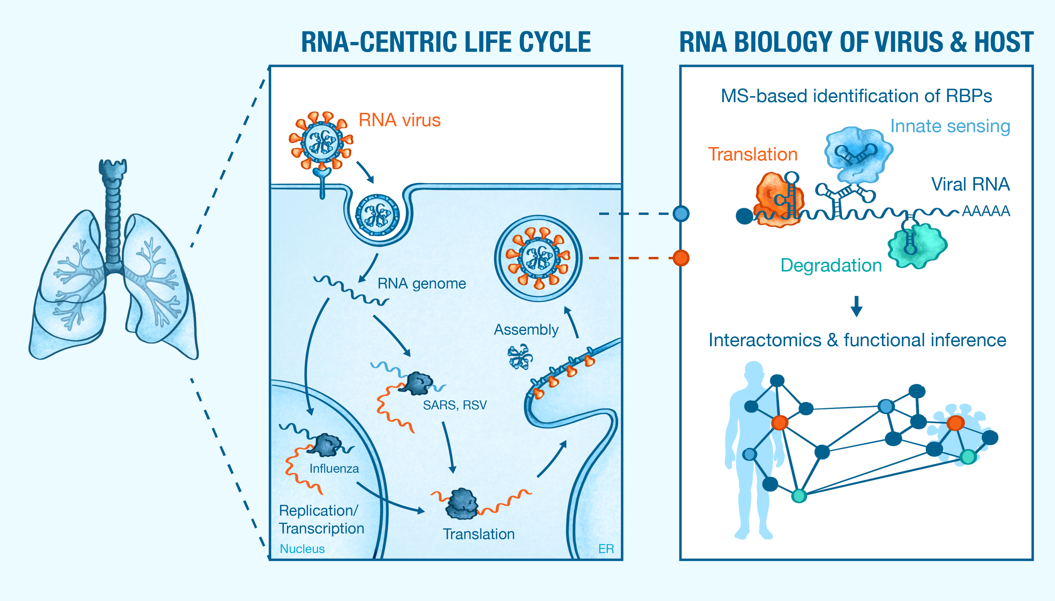 Graphical summary of the lab's research program ©Sandy Westermann